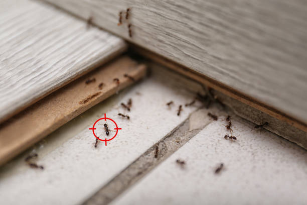 Best Pest Control Near Me in Campbellsburg, KY