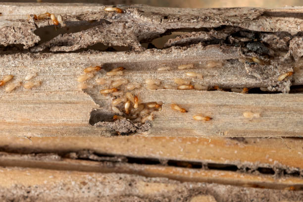 Best Residential Pest Control  in Campbellsburg, KY
