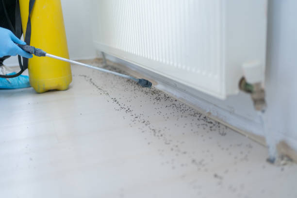 Flea Control Services in Campbellsburg, KY